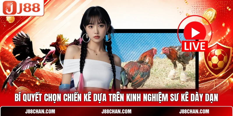 Bí quyết chọn chiến kê dựa trên kinh nghiệm sư kê dày dạn