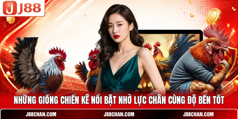 Những giống chiến kê nổi bật nhờ lực chân cùng độ bền tốt